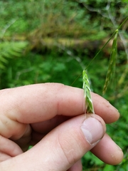 Pleuropogon refractus