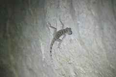 Cyrtodactylus sumonthai