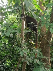 Cercopithecus ascanius schmidti