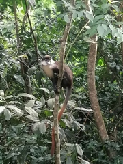 Cercopithecus ascanius schmidti