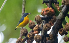 Dicaeum trigonostigma