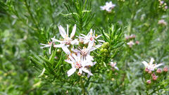 Olearia glutinosa