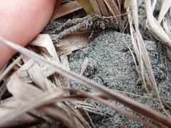Paradorydium