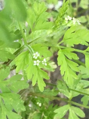 Chaerophyllum procumbens