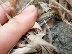 Paradorydium
