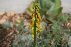 Aloiampelos striatula