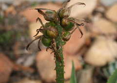 Aloiampelos striatula