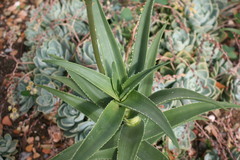 Aloiampelos striatula