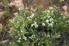 Diosma prama
