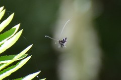 Adela septentrionella