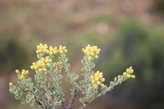 Helichrysum excisum
