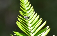 Adela septentrionella