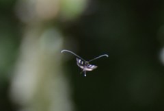 Adela septentrionella