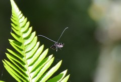 Adela septentrionella