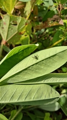 Dolichopodidae