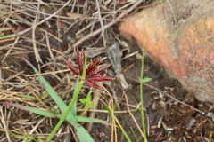 Cyperus semitrifidus