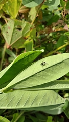 Dolichopodidae