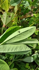 Dolichopodidae