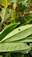 Dolichopodidae