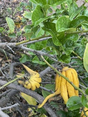 Citrus medica sarcodactylis