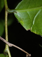 Cetratus