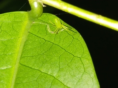 Cetratus