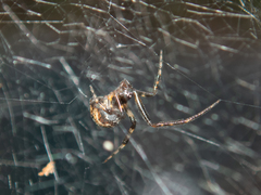 Parasteatoda cingulata