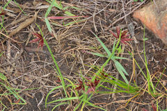 Cyperus semitrifidus