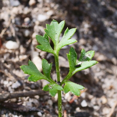 Xanthosia dissecta