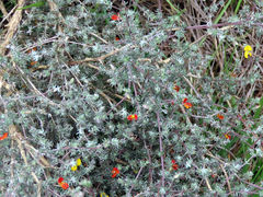 Aspalathus biflora biflora