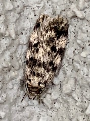 Barea exarcha