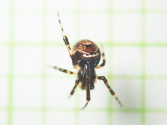 Parasteatoda cingulata