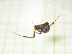 Parasteatoda cingulata