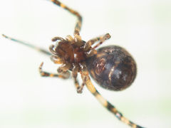 Parasteatoda cingulata