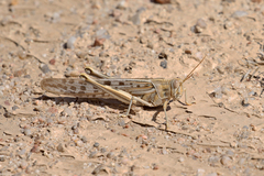 Schistocerca gregaria flaviventris
