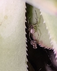 Latrodectus geometricus