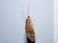 Wesmaelius subnebulosus