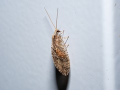 Wesmaelius subnebulosus