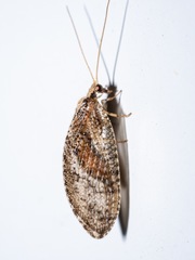 Wesmaelius subnebulosus