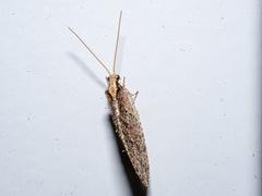 Wesmaelius subnebulosus