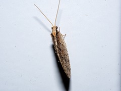 Wesmaelius subnebulosus