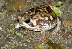 Breviceps passmorei