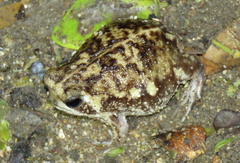 Breviceps passmorei