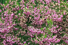 Erica nutans