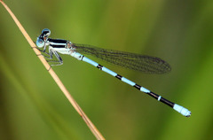 Argia bipunctulata