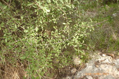Rhamnus lycioides