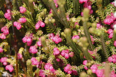 Erica tegulifolia