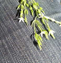 Centaurium pulchellum meyeri