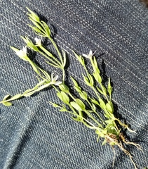 Centaurium pulchellum meyeri