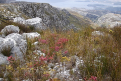Erica tegulifolia